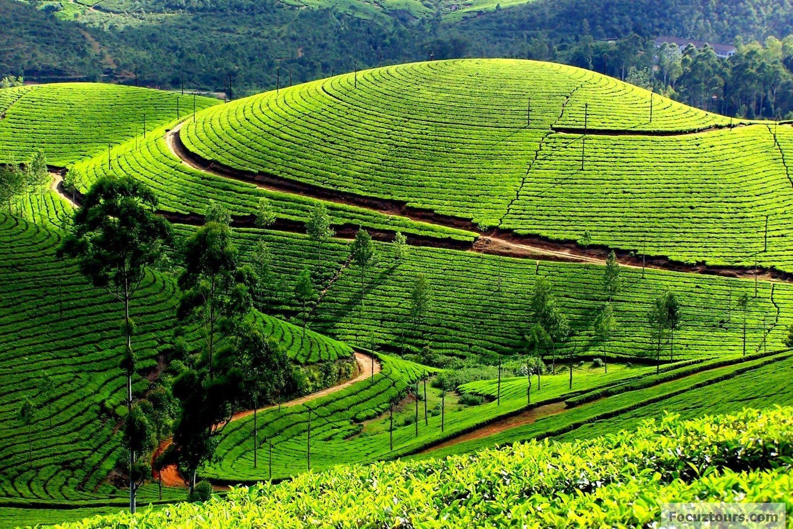 OOTY