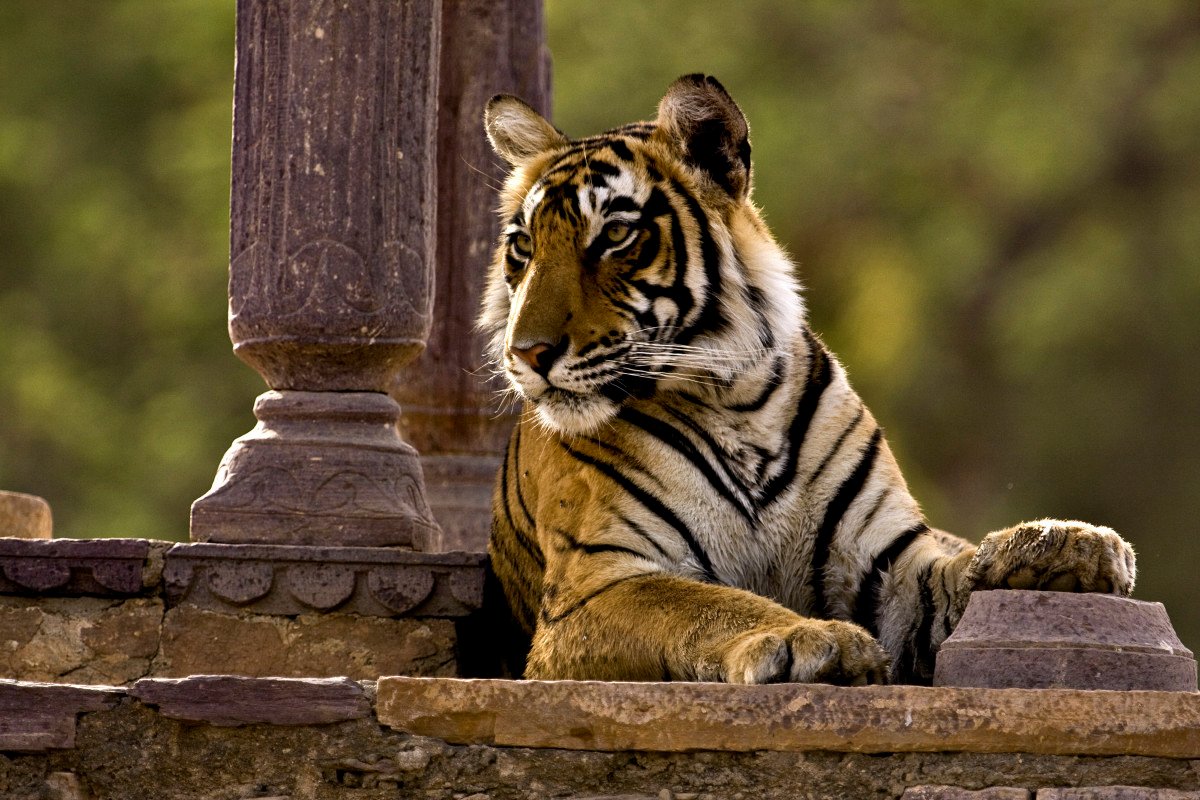 Ranthambore